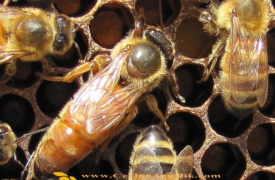İtalyan Ana arı Özellikleri Nelerdir