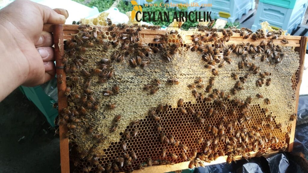 Arıcılık kredisi