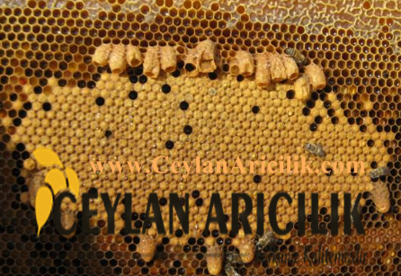 Ana Arı Üretimi-Ceylan Arıcılık