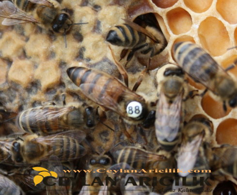 anadolu ırkı ana arı