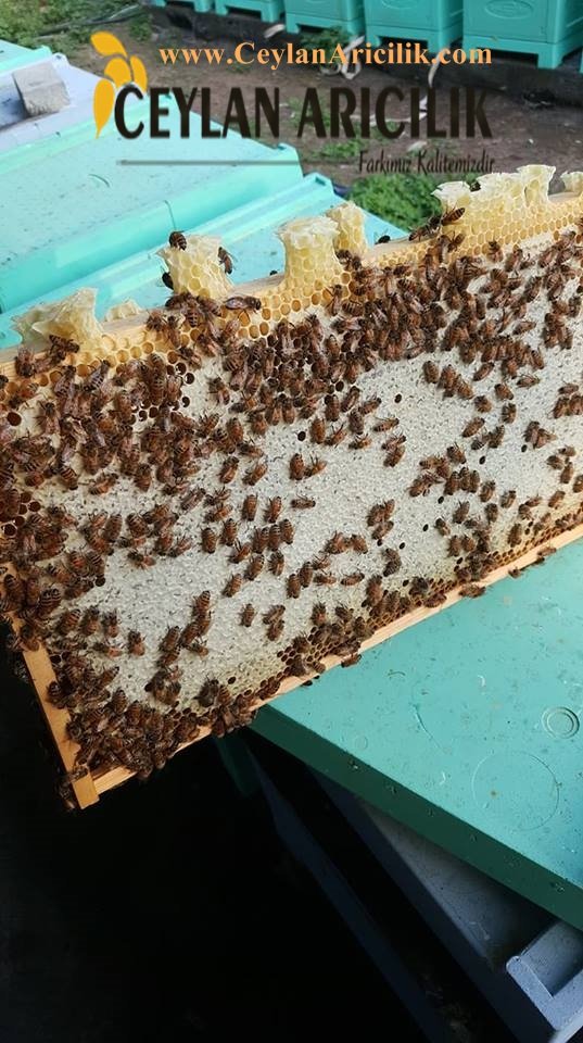 paket arı