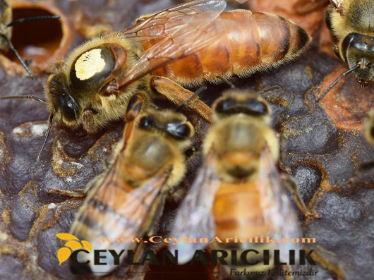 ana arı ırkları özellikleri