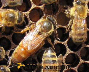 İtalyan Ligustica Ana Arı