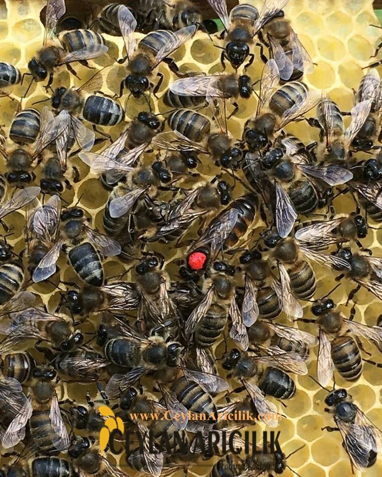 Ana Arı ve Özellikleri