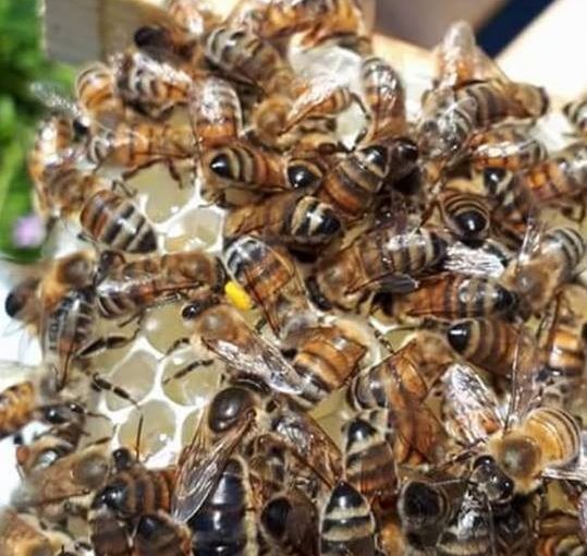 arıcılığa nasıl başlanır