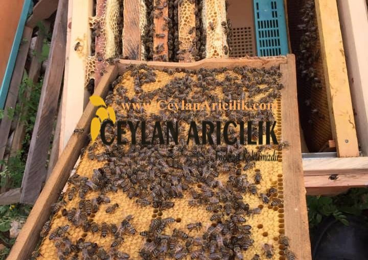 paket arıcılık sistemi