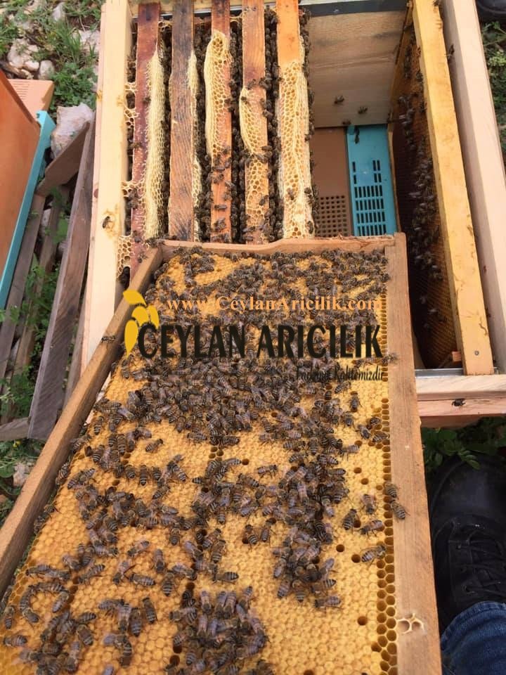 Erzurum Paket Arı Satışı