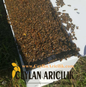 Paket Arıcılık Ve Önemi