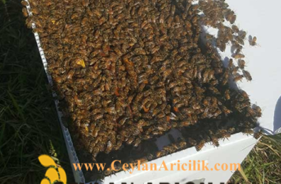 Erzurum Paket Arı Satışı