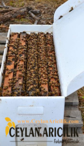 Paket Arıcılık Ve Önemi