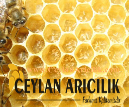 Ana Arı ve Koloni Yönetimi