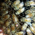 İtalyan Ligustica Ana Arı