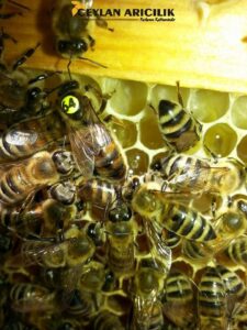 Ana Arı-Kraliçe arı
