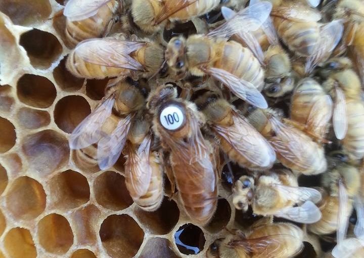 italyan ekotipi ana arı