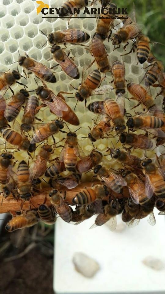 İtalyan Ligustica Ana Arı