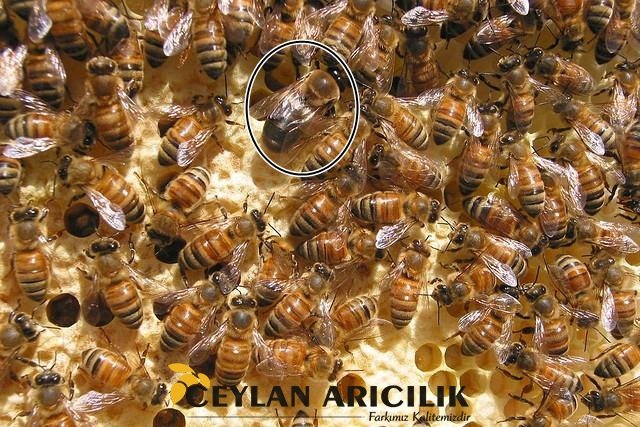Arıcılık Nedir?
