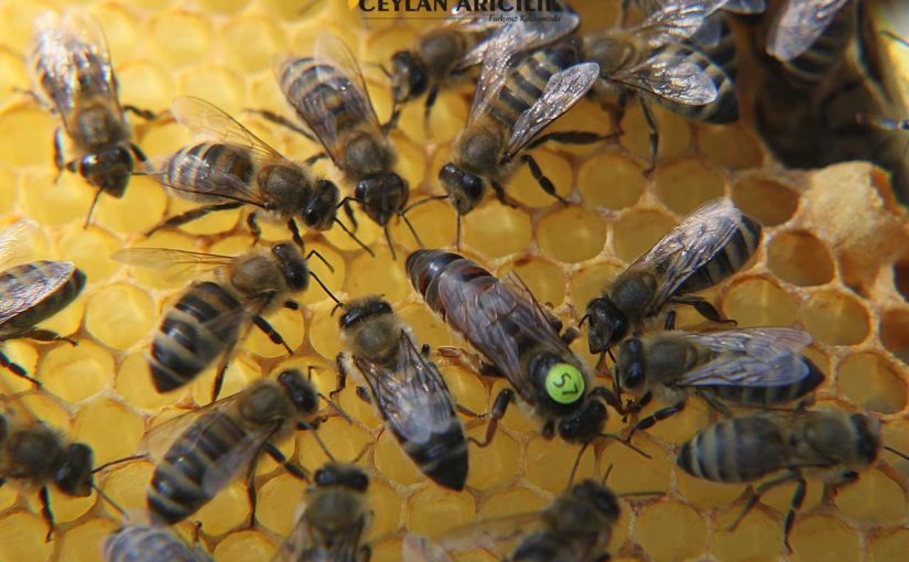 Karniyol-Ana Arı Üretimi