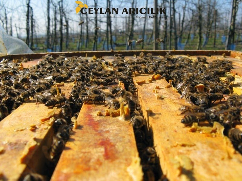 Bal Arısı Hırcınlık Sebepleri