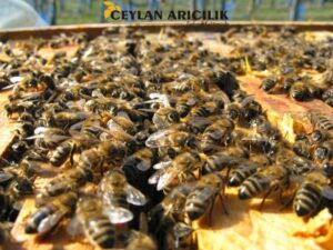 Arı Satışı ve Satılık Arı
