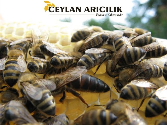 Karniyol Ekotipi Ana Arı