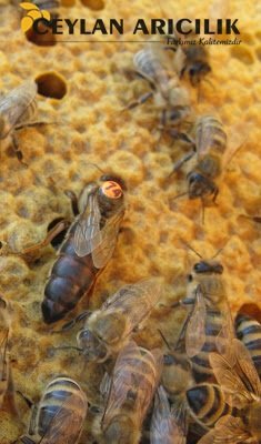 Karniyol-Ana Arı Üretimi