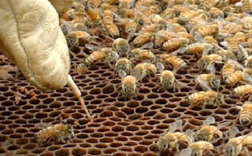 amerika yavru hastalığı