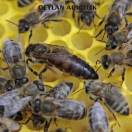 bees 1163028 960 720