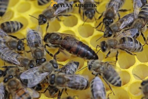 bees 1163028 960 720