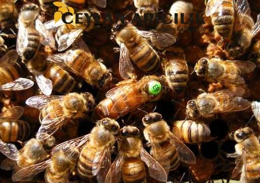belfast ana arı