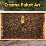 Çırpma paket arı
