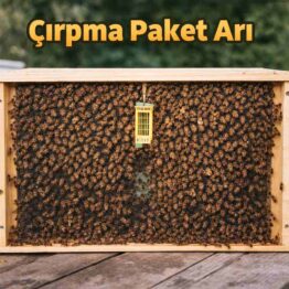 Çırpma paket arı