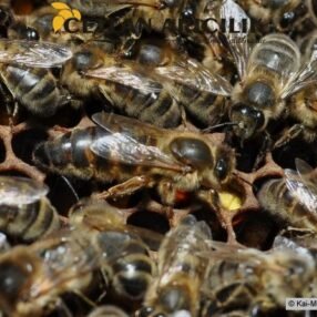 F1 Ana Ari Nedir Ana Ari Satisi Kralice Ana Ari Ve Paket Ari Satisi Anaarilar Com