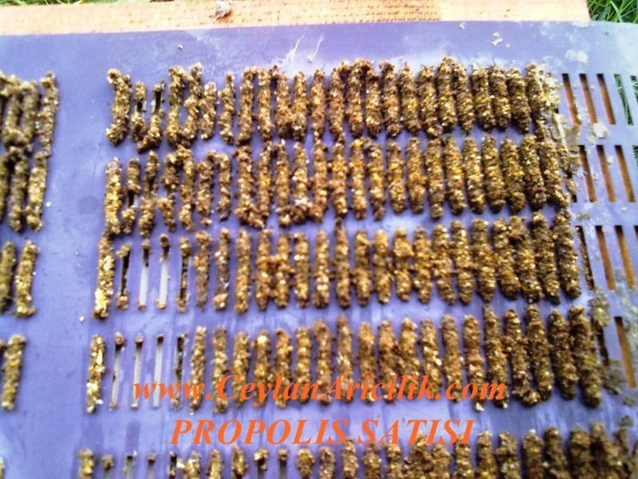 A kalite Propolis
