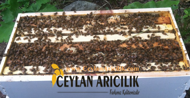 paket arı