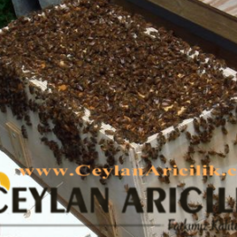 Trabzon paket arı satışı