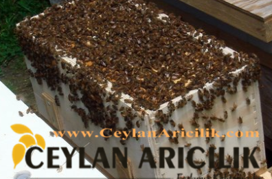 Trabzon Paket Arı Satışı