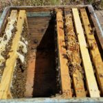 Ana Arı Satışı ve Paket Arıcılık