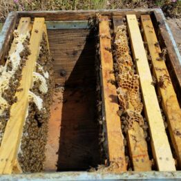 Ana Arı Satışı ve Paket Arıcılık