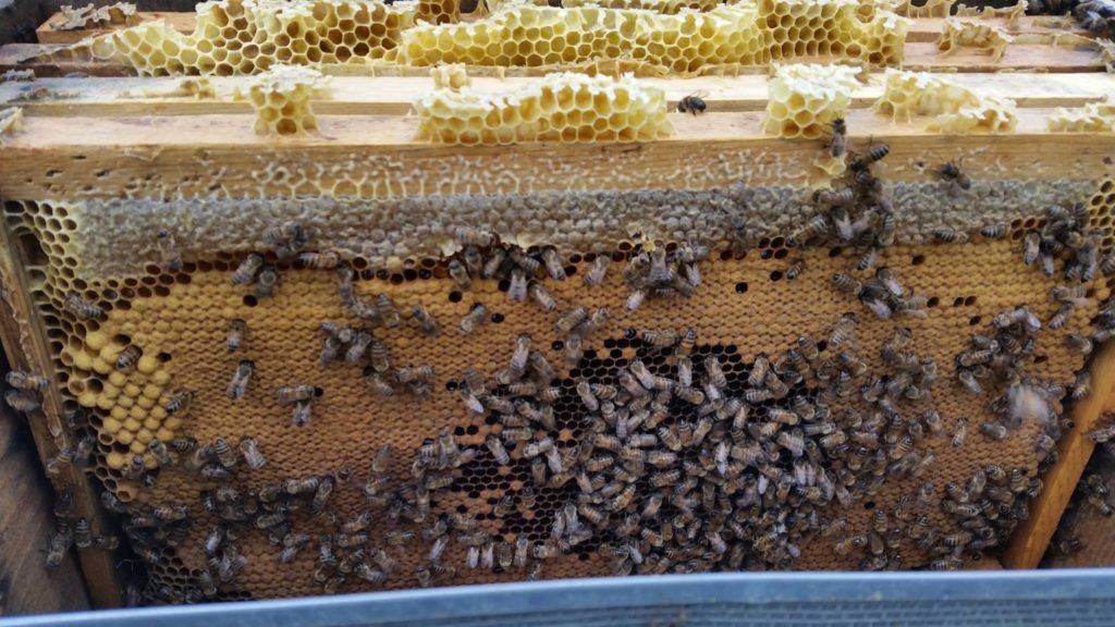 Paket arı sparişi