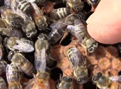 ana arı ve koloni yönetimi