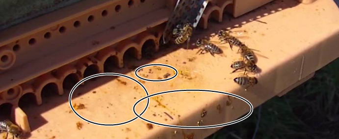 Nosema hastalığı