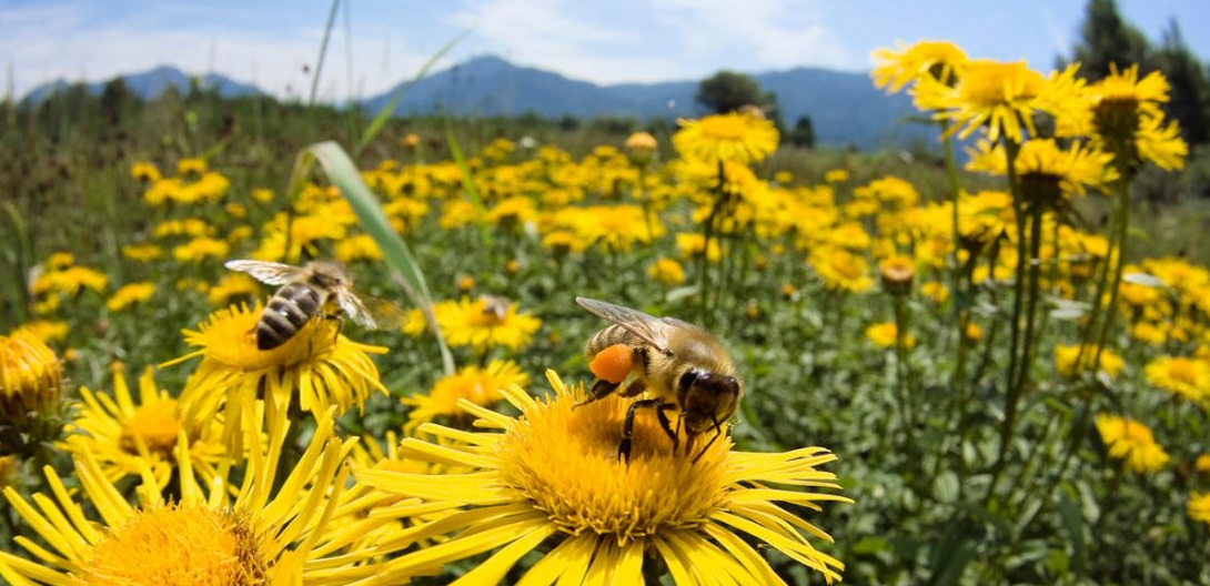İlkbaharda Arı Bakımları