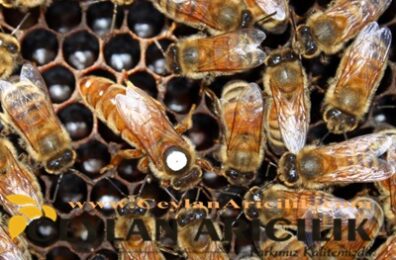 Ana Arı Nedir