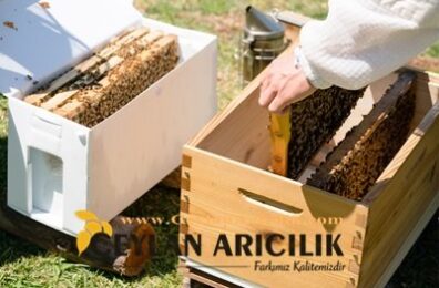 KahramanMaraş Canlı Arı Satışı