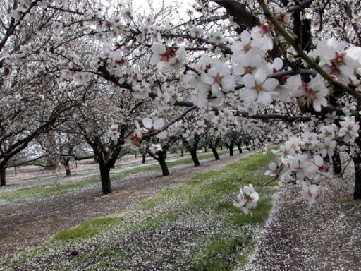 Badem Bahçeleri için Arıcılığın Önemi