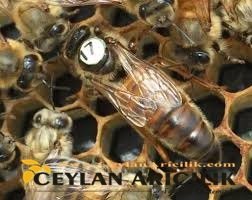 Yığılca Ekotipi Ana Arı