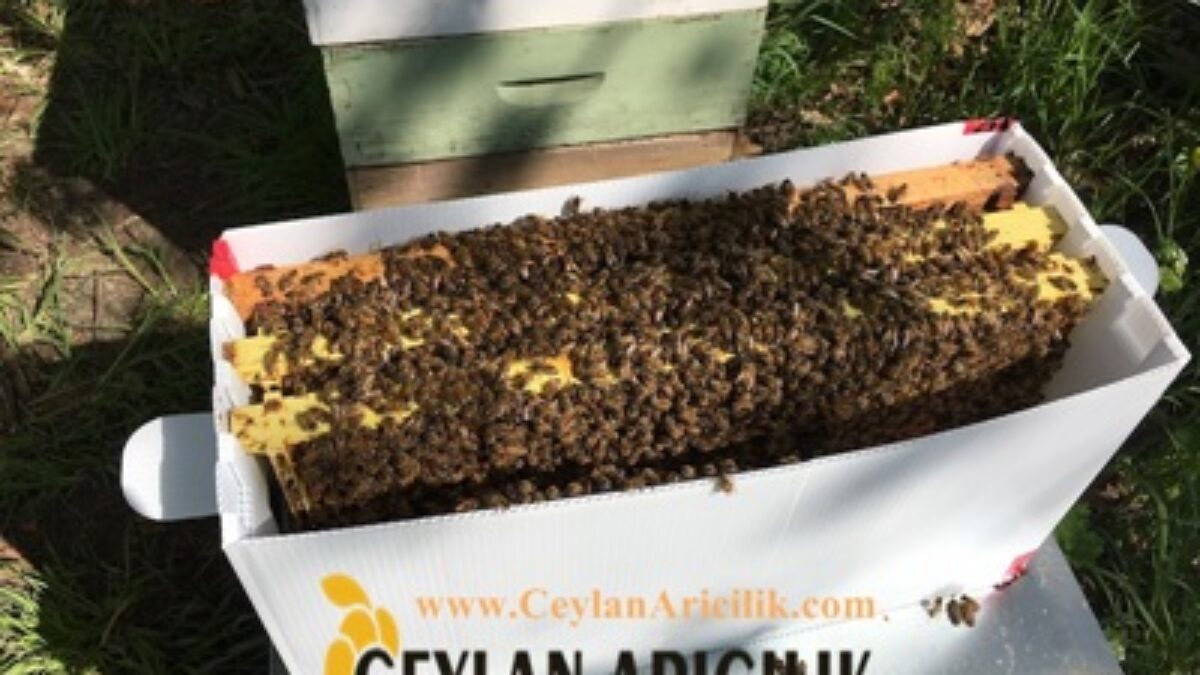 paket ari siparisi paket aricilik ana ari siparisi paket ari siparisi paket aricilik ana ari siparisi