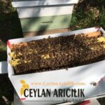 Arıcı'dan Satılık Arı