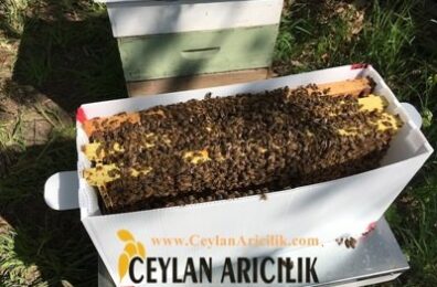 Paket Arı Siparişi
