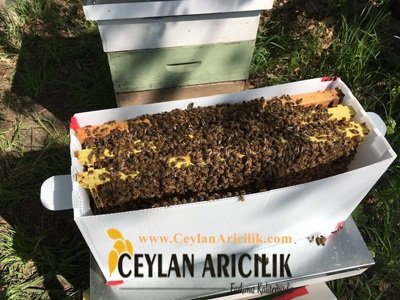 Arıcı'dan Satılık Arı